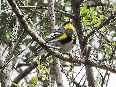 A Male Audubon Warbler Distinguished from the Myrtle&rsquo;s Warbler by the colour of the males throat. The Audubon&rsquo;s is yellow while the Myrtle&rsquo;s is white. This one is singing along with the White-crowned Sparrow declaring their respective territories. Very pleasant to hear in this time of isolation.  Audubons warbler,Canada,Geotagged,Setophaga coronata auduboni,Spring
