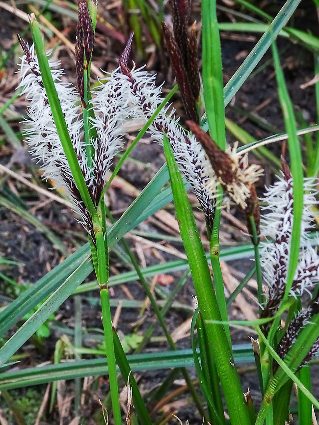 Slough Sedge, Carex obnupta Who would of thought that there were so many sedges? Not me! This specimen was growing in a very damp area next to the path down to Hank’s Beach on Cortes Island. Two sites that helped with the ID,<br />
<a href="https://www.centralcoastbiodiversity.org/slough-sedge-bull-carex-obnupta.html" rel="nofollow">https://www.centralcoastbiodiversity.org/slough-sedge-bull-carex-obnupta.html</a><br />
<a href="https://www.inaturalist.org/taxa/61000-Carex-obnupta" rel="nofollow">https://www.inaturalist.org/taxa/61000-Carex-obnupta</a> Canada,Carex obnupta,Geotagged,Spring
