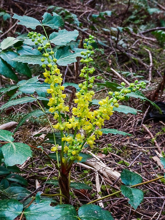 The Flowers of the Dwarf Oregon Grape. Brightening up the forest floor. These plants are scattered along the path where the sunlight can penetrate. Canada,Dull Oregon-grape,Geotagged,Mahonia nervosa,Spring