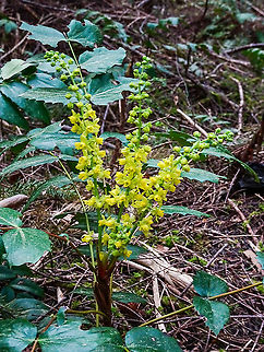 The Flowers of the Dwarf Oregon Grape. Brightening up the forest floor. These plants are scattered along the path where the sunlight can penetrate. Canada,Dull Oregon-grape,Geotagged,Mahonia nervosa,Spring