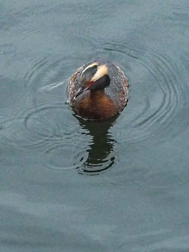 A Horned Grebe This fellow was fishing for breakfast in our &ldquo;front yard&rdquo;. Canada,Geotagged,Horned grebe,Podiceps auritus,Spring