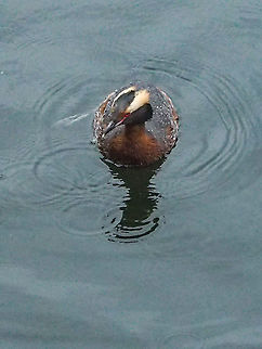 A Horned Grebe This fellow was fishing for breakfast in our “front yard”. Canada,Geotagged,Horned grebe,Podiceps auritus,Spring
