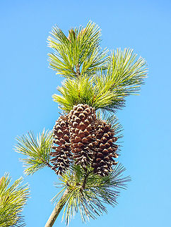 Last Year&rsquo;s Cones of the Western White Pine In our neck of the woods the cones of this pine tree are the largest cones we can find and can reach up to 30cm long. They are great to bring in the house at Christmas time because those white ends of the &ldquo;scales&rdquo; are actually resin and fill the house with a lovely pine scent. Lucky to find this specimen right next to the road and have it laden with cones.                          Canada,Geotagged,Pinus monticola,Spring,Western white pinePinus monticola