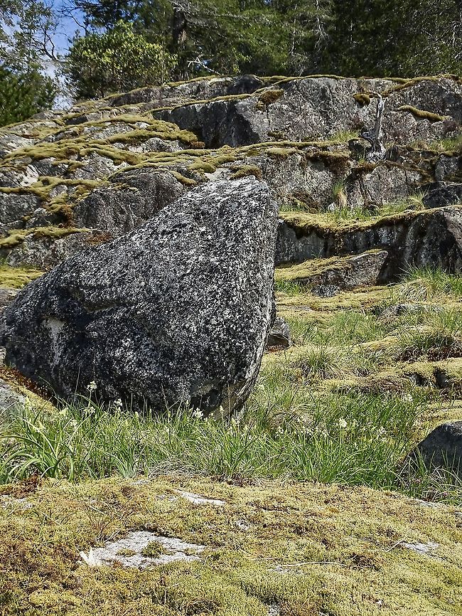 Meadow Death-camas, a Habitat Photo. Far from being a meadow these camas are growing not five meters from the high tide line.                        Canada,Geotagged,Meadow death camas,Spring,Toxicoscordion venenosum