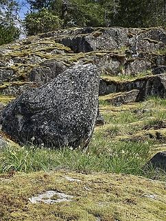Meadow Death-camas, a Habitat Photo. Far from being a meadow these camas are growing not five meters from the high tide line.                        Canada,Geotagged,Meadow death camas,Spring,Toxicoscordion venenosum