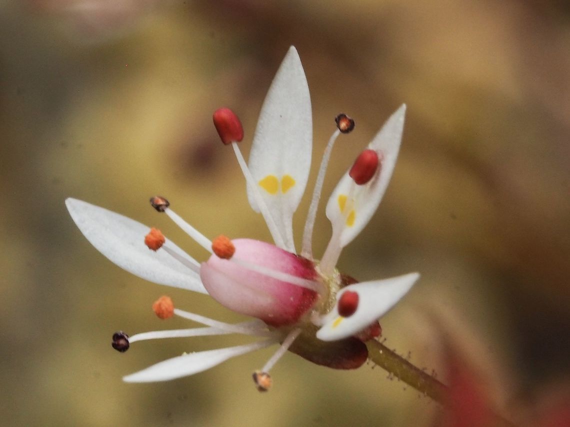 Micranthes ferruginea or, what was, Saxifraga ferruginea The Rusty Saxifrage! I love the description of these flowers by Lewis J. Clark in his book, &ldquo;The Wildflowers of British Columbia&rdquo;. (I know, I have an old edition.)<br />
&ldquo;On close inspection how exquisitely shaped the small flowers are! The two lower petals are unmarked and pointed-elliptical, attenuated into a long, slender base. But each of the other three petals enchantingly remind us, in chaste outline, of a Grecian vase. The incomparable line could not be improved. Two cup-marks of purest yellow are placed just so on the alabaster. A final perfect accent is provided by the plump anthers: coral before antithesis, cinnamon after.&rdquo;<br />
<figure class="photo"><a href="https://www.jungledragon.com/image/93145/rusty_saxifrage.html" title="Rusty Saxifrage"><img src="https://s3.amazonaws.com/media.jungledragon.com/images/2839/93145_thumb.jpeg?AWSAccessKeyId=05GMT0V3GWVNE7GGM1R2&Expires=1759968010&Signature=jM0dR1jWSEBlnHGHcRSp67z47UE%3D" width="200" height="150" alt="Rusty Saxifrage Showing the basal rosette of leaves. Canada,Geotagged,Micranthes ferruginea,Spring" /></a></figure> Canada,Geotagged,Micranthes ferruginea,Spring
