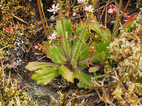 Rusty Saxifrage Showing the basal rosette of leaves. Canada,Geotagged,Micranthes ferruginea,Spring