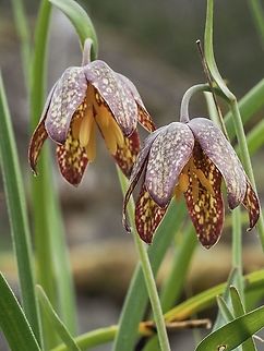 Chocolate Lilies! These lilies were growing amongst the Meadow Death Camas right near the ocean. Not too common around here! Canada,Chocolate lily,Fritillaria affinis,Geotagged,Spring