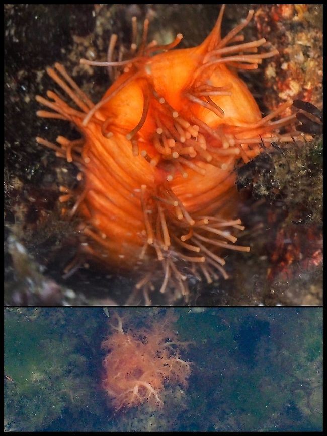 A Low Tide Find! The Orange Sea Cucumber has most of its body in the sand and when feeding, the lower photo, extends it feathery tentacles to trap plankton. When disturbed or not feeding the tentacles are retracted into the body as in the top photo. The darker area in the top, under the tube feet, is where they disappeared to! The next low tide may present better photographic opportunities. Canada,Cucumaria miniata,Geotagged