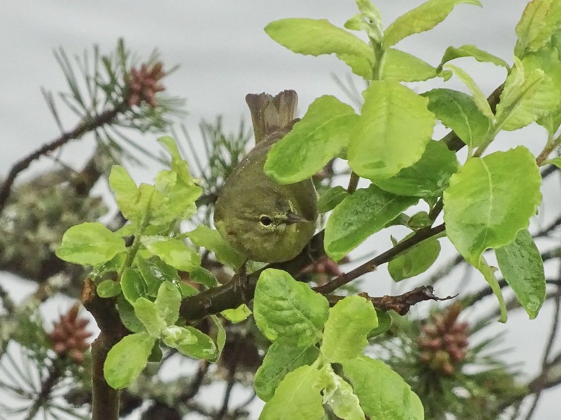 A Orange Crowned Warbler This fellow was foraging on a willow tree while I was eating my lunch and watching him through the kitchen window. The orange “crown” is rarely seen. Quite appropriate since the specific name, celata, means concealed. Once again hard to determine the correct genus name since this bird can be found under three of them, Vermivora, Leiothlypis and Oreothlypis. Canada,Geotagged,Leiothlypis celata,Orange-crowned warbler,Oreothlypis celata,Spring