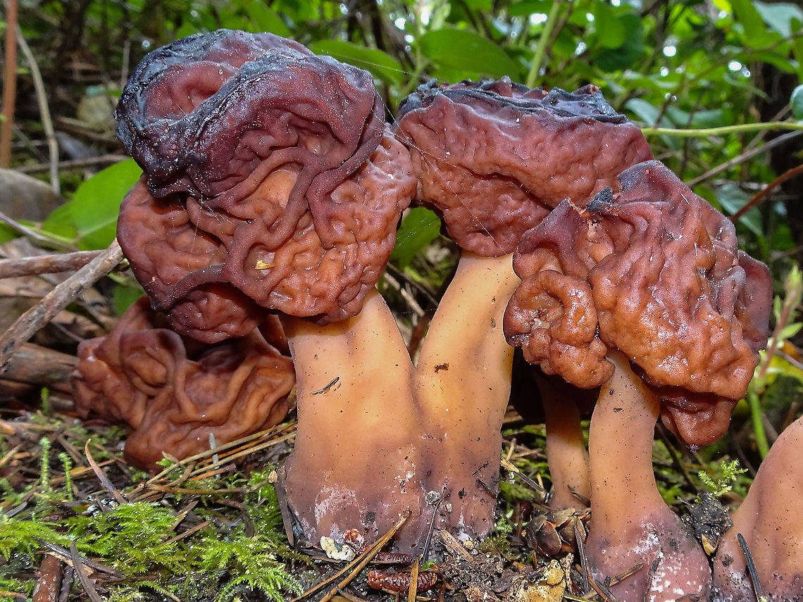A Group of Brain Fungi! A spring find for me. What an interesting name and these were all quite large! Canada,False Morel,Geotagged,Gyromitra esculenta,Spring
