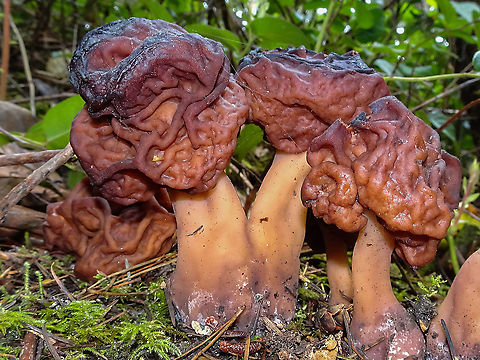 A Group of Brain Fungi! A spring find for me. What an interesting name and these were all quite large! Canada,False Morel,Geotagged,Gyromitra esculenta,Spring