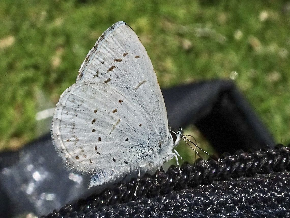 A Western Spring Azure Butterfly. This butterfly refused to land on a flower long enough for me to take a good photo but was delighted to sit on the zipper of a purse! It next landed on my hand that was holding the camera making the taking of any more photos impossible.                             Canada,Celastrina echo,Echo Azure,Geotagged,Spring