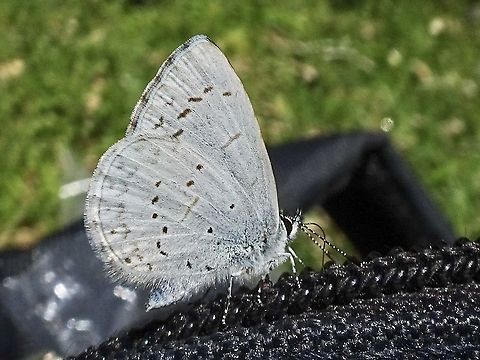 A Western Spring Azure Butterfly. This butterfly refused to land on a flower long enough for me to take a good photo but was delighted to sit on the zipper of a purse! It next landed on my hand that was holding the camera making the taking of any more photos impossible.                             Canada,Celastrina echo,Echo Azure,Geotagged,Spring