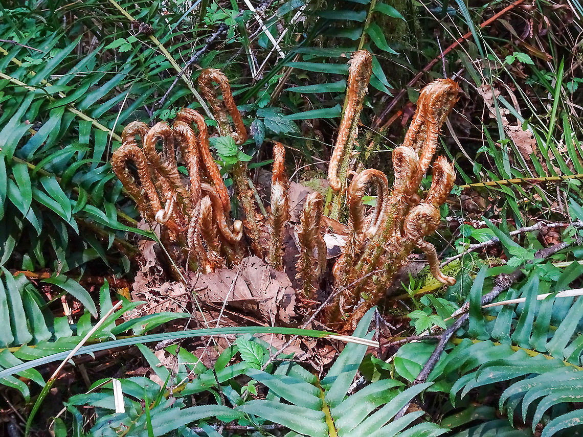 Spring Growth! The green fronds are from last year and will soon be replaced by the ones. I, myself, would think these are too late to be called &ldquo;fiddleheads&rdquo; but maybe not. Canada,Geotagged,Polystichum munitum,Spring,Western Sword Fern