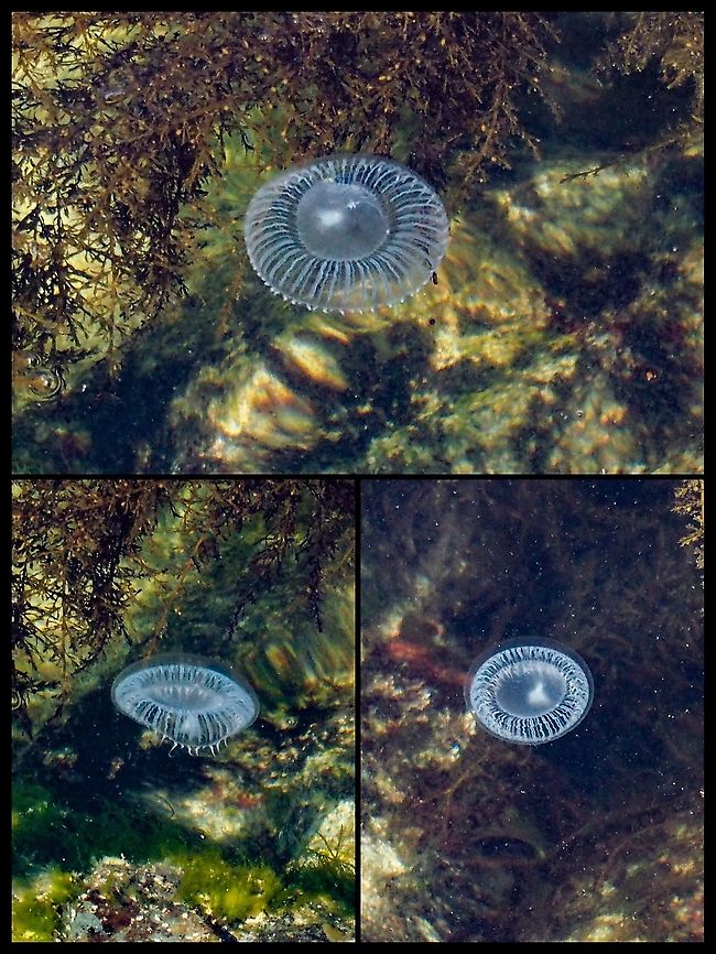 A Crystal Jelly. A very active sea jelly that was pulsating quite rapidly. Quite a different specimen from our common Moon Jelly.  <br />
<figure class="photo"><a href="https://www.jungledragon.com/image/81199/aurelia_labiata_or_moon_jelly.html" title="Aurelia labiata, or Moon Jelly"><img src="https://s3.amazonaws.com/media.jungledragon.com/images/2839/81199_thumb.jpeg?AWSAccessKeyId=05GMT0V3GWVNE7GGM1R2&Expires=1759968010&Signature=%2Fq5lVEIBEHvAA1tgBkNIwRQYNJw%3D" width="200" height="150" alt="Aurelia labiata, or Moon Jelly This sea jelly is the Northern Pacific version of A. aurita. This specimen was photographed while I was standing on our deck. The sea jelly being close to the surface and the sun shining certainly helped taking the photo. Aurelia labiata,Canada,Geotagged,Moon Jelly,Summer" /></a></figure><br />
 A treat to see from our deck! Aequorea victoria,Canada,Crystal Jelly,Geotagged