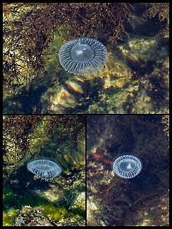 A Crystal Jelly. A very active sea jelly that was pulsating quite rapidly. Quite a different specimen from our common Moon Jelly.  
https://www.jungledragon.com/image/81199/aurelia_labiata_or_moon_jelly.html
 A treat to see from our deck! Aequorea victoria,Canada,Crystal Jelly,Geotagged