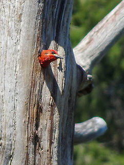 Checking things out! When going for a picnic we decided to get too close to this Red-breasted Sap Sucker’s nesting tree. The ruckus caused by the two adults was enough to make us move to a new place to eat lunch. The nest site was in a long dead alder tree very close to a salt water lagoon. Canada,Geotagged,Red-breasted sapsucker,Sphyrapicus ruber,Spring