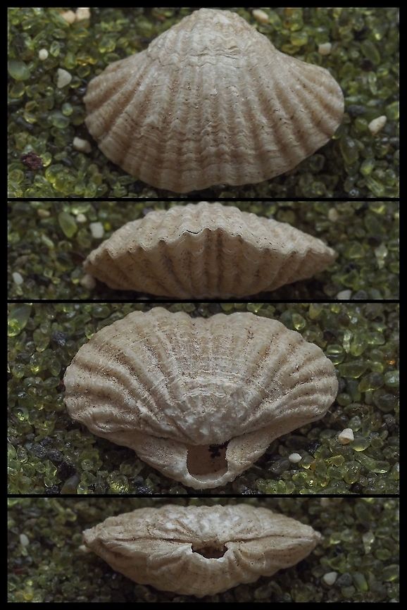 Common Lampshell, Terebratalia transversa. This small, 18mm across, shell is not a Mollusc but is in a phylum of its own, Brachiopoda. In our area the shells have prominent ribs as opposed to the smoother shells of more southern lamp shells. The Lampshell is attached to the underside of a large rocks at the very low tide line and much deeper. The flexible foot exits the shell at that rear aperture. My next challenge is to find a live specimen. When’s the next low, low tide?<br />
<a href="https://inverts.wallawalla.edu/Brachiopoda/Class" rel="nofollow">https://inverts.wallawalla.edu/Brachiopoda/Class</a> Articulata/Order Telotremata/Terebratalia_transversa_Page.html<br />
From Eugene Kozloff’s “Seashore Life of the Northern Pacific Coast” (1983),<br />
“A particularly attractive variant is common on Saltspring Island, in the Canadian San Juans, and perhaps elsewhere in the same general region. The shell is strongly ribbed, and the width is much greater than the length.” Brachiopod,Canada,Common Lampshell,Geotagged,Terebratalia transversa