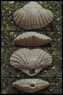 Common Lampshell, Terebratalia transversa. This small, 18mm across, shell is not a Mollusc but is in a phylum of its own, Brachiopoda. In our area the shells have prominent ribs as opposed to the smoother shells of more southern lamp shells. The Lampshell is attached to the underside of a large rocks at the very low tide line and much deeper. The flexible foot exits the shell at that rear aperture. My next challenge is to find a live specimen. When’s the next low, low tide?
https://inverts.wallawalla.edu/Brachiopoda/Class Articulata/Order Telotremata/Terebratalia_transversa_Page.html
From Eugene Kozloff’s “Seashore Life of the Northern Pacific Coast” (1983),
“A particularly attractive variant is common on Saltspring Island, in the Canadian San Juans, and perhaps elsewhere in the same general region. The shell is strongly ribbed, and the width is much greater than the length.” Brachiopod,Canada,Common Lampshell,Geotagged,Terebratalia transversa
