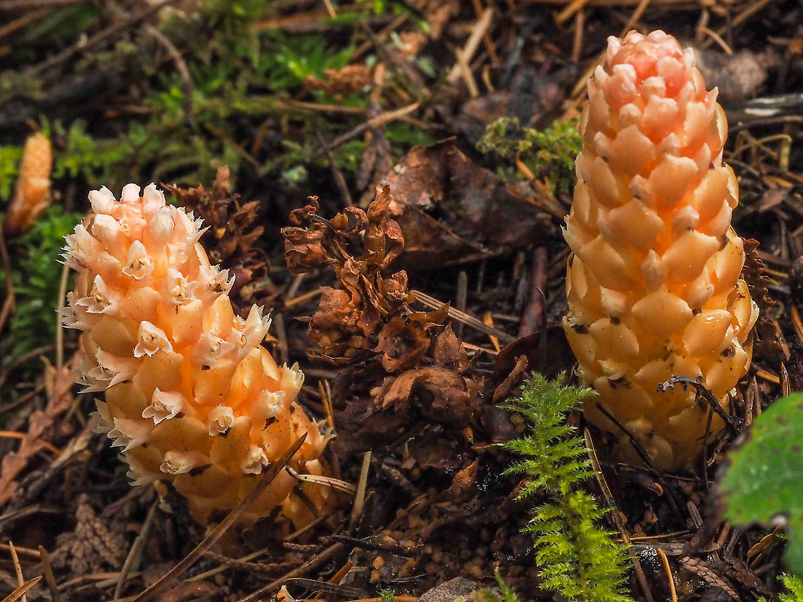 A Magical Appearance! One day, nothing... the next day, there they are! Last year&rsquo;s flowers can be seen between and behind these two Vancouver Groundcones. Boschniakia hookeri,Canada,Geotagged,Spring,Vancouver groundcone