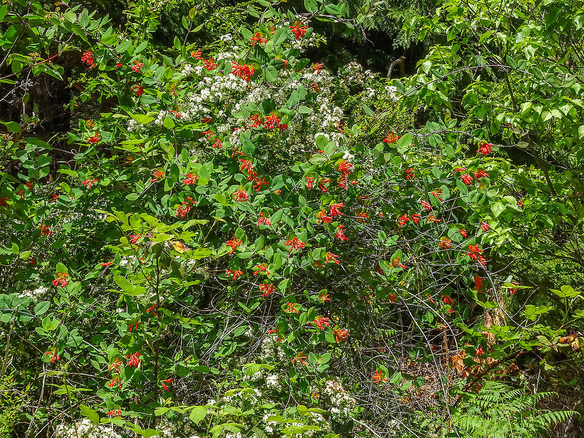 Western Orange Honeysuckle Quite a display while growing over an old stump. Canada,Geotagged,Lonicera ciliosa,Orange honeysuckle,Spring