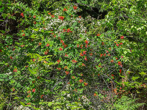 Western Orange Honeysuckle Quite a display while growing over an old stump. Canada,Geotagged,Lonicera ciliosa,Orange honeysuckle,Spring