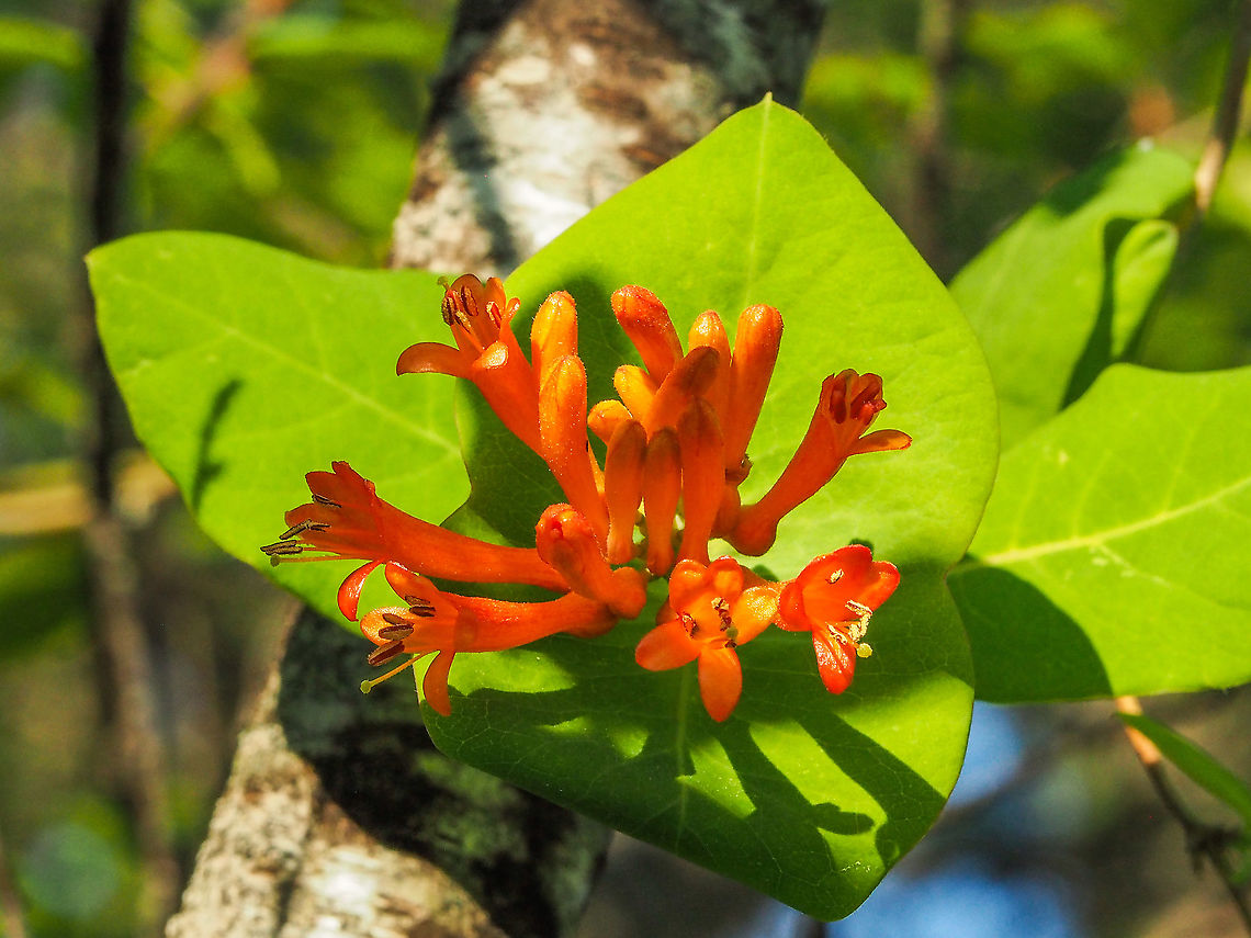 A Springtime Regular The western version of the eastern Coral Honeysuckle.<br />
  <figure class="photo"><a href="https://www.jungledragon.com/image/93635/coral_honeysuckle_lonicera_sempervirens.html" title="Coral Honeysuckle (Lonicera sempervirens)"><img src="https://s3.amazonaws.com/media.jungledragon.com/images/3231/93635_thumb.jpg?AWSAccessKeyId=05GMT0V3GWVNE7GGM1R2&Expires=1759968010&Signature=mlpuCNEdxEukgPNUZ2VPQClfut4%3D" width="200" height="134" alt="Coral Honeysuckle (Lonicera sempervirens) I&#039;ve been seeking out this native honeysuckle for years, and I found it at the edge of our densely forested property whilst on a walk today! <br />
https://www.jungledragon.com/image/93637/coral_honeysuckle_lonicera_sempervirens.html<br />
https://www.jungledragon.com/image/93636/coral_honeysuckle_lonicera_sempervirens.html Coral honeysuckle,Geotagged,Lonicera sempervirens,Spring,United States" /></a></figure><br />
The blossom configuration is slightly different..      Canada,Geotagged,Lonicera ciliosa,Orange honeysuckle,Spring