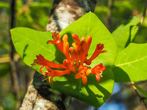 A Springtime Regular The western version of the eastern Coral Honeysuckle.
  https://www.jungledragon.com/image/93635/coral_honeysuckle_lonicera_sempervirens.html
The blossom configuration is slightly different..      Canada,Geotagged,Lonicera ciliosa,Orange honeysuckle,Spring