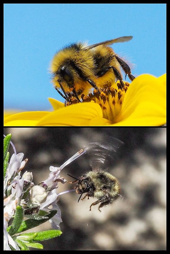 World Bee Day! Am I the last one in the world to find out today is &ldquo;World Bee Day&rdquo;? <br />
Well, at least now I know! Bombus bifarius,Canada,Geotagged,Two-form bumblebee