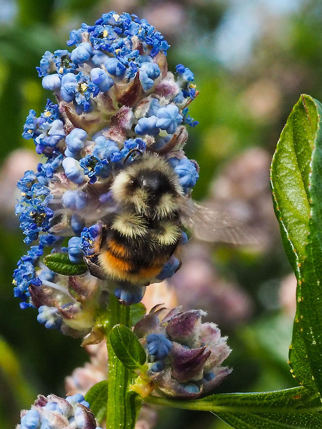 Two-form Bumblebee Well, I bee-lieve it is! I am finding taking a good photo of these bees and then trying to ID them is presenting quite a task. I am pinning my ID on this website,<br />
<br />
<a href="https://www.bumblebeewatch.org/app/#/species/profile/bifarius" rel="nofollow">https://www.bumblebeewatch.org/app/#/species/profile/bifarius</a><br />
<br />
One of their favoured flowers is the Ceanothus. The plant in this photo is commonly called Victoria Lilac or Ceanothus thyrsiflorus &lsquo;Victoria&rsquo;.<br />
<br />
     Bombus bifarius,Canada,Geotagged,Spring,Two-form bumblebee