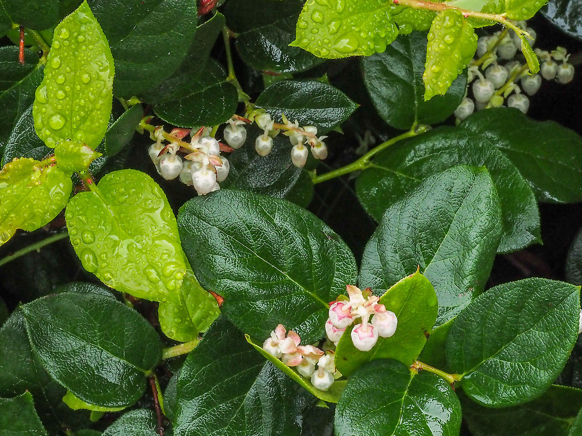 After the rain! It surprised me how the new bright green leaves retained the rain drops while the old leaves repelled the water.   Canada,Gaultheria shallon,Geotagged,Spring