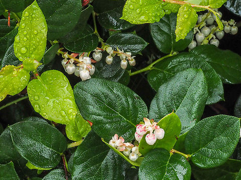 After the rain! It surprised me how the new bright green leaves retained the rain drops while the old leaves repelled the water.   Canada,Gaultheria shallon,Geotagged,Spring