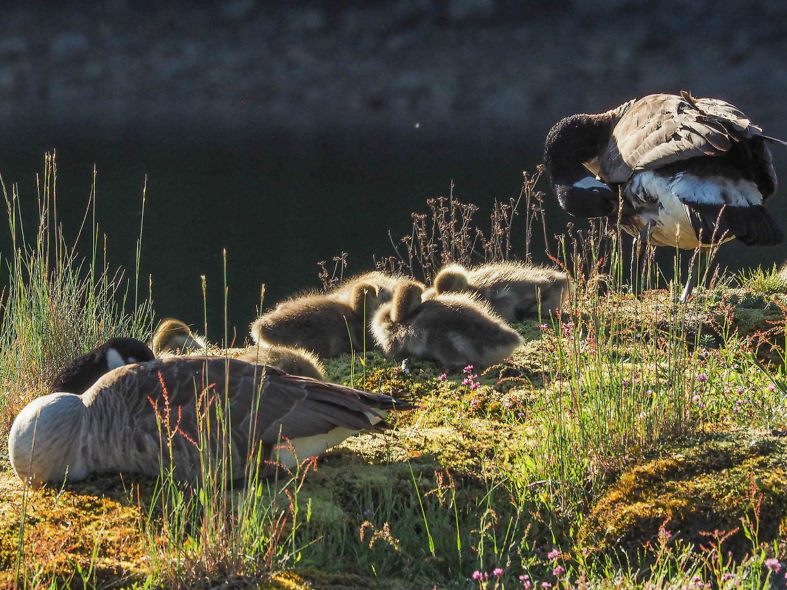 Enjoying the Morning Sunshine. One of two families of these geese sunning themselves after an early morning paddle. Branta canadensis,Canada,Canada goose,Geotagged,Spring
