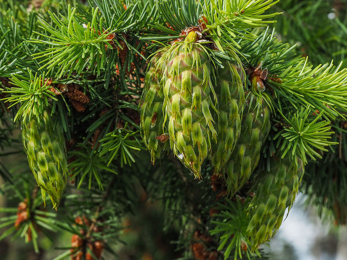 Developing Douglas Fir Cones They have changed a lot from this, <br />
<figure class="photo"><a href="https://www.jungledragon.com/image/92403/the_recipients.html" title="The Recipients."><img src="https://s3.amazonaws.com/media.jungledragon.com/images/2839/92403_thumb.jpeg?AWSAccessKeyId=05GMT0V3GWVNE7GGM1R2&Expires=1767225610&Signature=u%2Bm0et2qJON0lCnB0XCS0ik0Gow%3D" width="200" height="150" alt="The Recipients. Two of the female flowers awaiting the pollen.<br />
https://www.jungledragon.com/image/92401/have_you_been_sneezing.html<br />
Next year they will look like this,<br />
https://www.jungledragon.com/image/92412/a_coastal_or_pacific_douglas-fir_cone.html Canada,Coastal Douglas-fir,Douglas fir,Geotagged,Pacific Douglas-fir,Pseudotsuga menziesii,Pseudotsuga menziesii var. menziesii,Spring" /></a></figure><br />
six to seven weeks ago. Canada,Douglas fir,Geotagged,Pseudotsuga menziesii,Spring