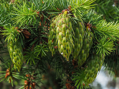 Developing Douglas Fir Cones They have changed a lot from this, 
https://www.jungledragon.com/image/92403/the_recipients.html
six to seven weeks ago. Canada,Douglas fir,Geotagged,Pseudotsuga menziesii,Spring