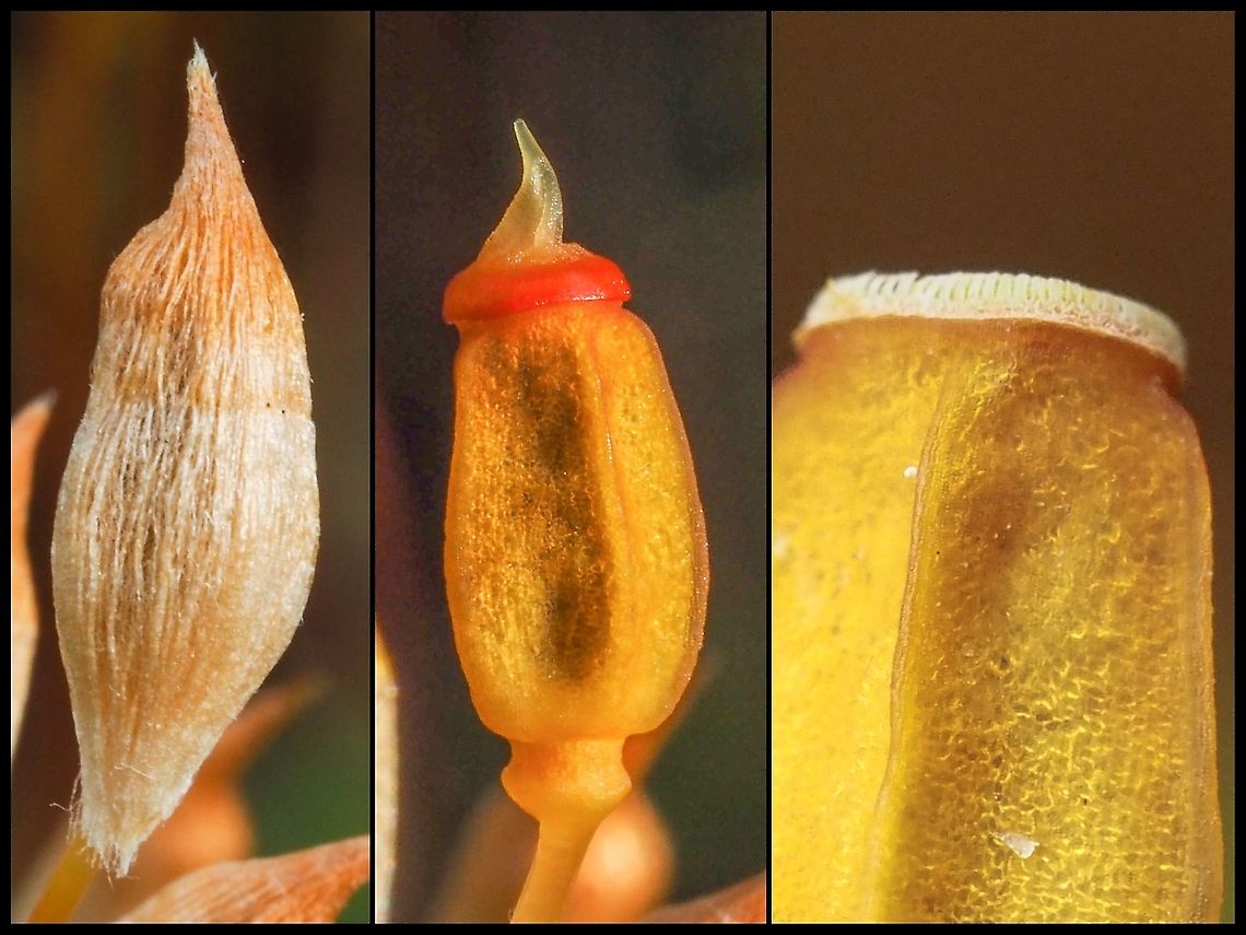 A Sporangium Revealed. This series of photos shows the sporangium revealed. After removing the fibrous calyptra you can see the elf cap shaped operculum. Upon removal of the operculum the really interesting structure, to me, is revealed. The periostome teeth surround the opening of the sporangium and the opening is sealed by a membranous epiphragm. When the humidity decreases the epiphragm ruptures and the peristome teeth regulate the dispersal of the spores from the sporangium. When the humidity increases the teeth close the peristome keeping the spores safe inside the sporangium, when the humidity decreases the teeth bend outward allowing the spores to be dispersed by the dry breezes. What allows the teeth to act this way is that the inside and the outside surfaces of the teeth are structurally different and therefore respond differently to humidity.<br />
There is a good micro photograph of the cross section of a similar sporangium on this webpage.<br />
<a href="http://www3.botany.ubc.ca/bryophyte/poly1.htm" rel="nofollow">http://www3.botany.ubc.ca/bryophyte/poly1.htm</a> Canada,Geotagged,Juniper haircap moss,Polytrichum juniperinum