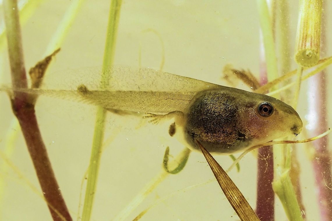 A Pacific Tree Frog Tadpole. Who can remember collecting tadpoles in a jar and watching them develop? Sometimes it&rsquo;s good to have young children along to bring those memories back! This fellow already has his back legs. Canada,Geotagged,Pacific tree frog,Pseudacris regilla,Spring