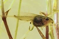 A Pacific Tree Frog Tadpole. Who can remember collecting tadpoles in a jar and watching them develop? Sometimes it’s good to have young children along to bring those memories back! This fellow already has his back legs. Canada,Geotagged,Pacific tree frog,Pseudacris regilla,Spring