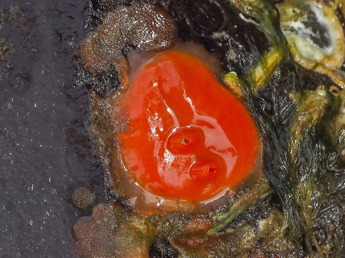 A Shiny Red Sea Squirt! Seems like quite an apt common name! Found clinging to a rock at a very low tide. C. finmarkiensis,Canada,Cnemidocarpa finmarkiensis,Geotagged,Spring
