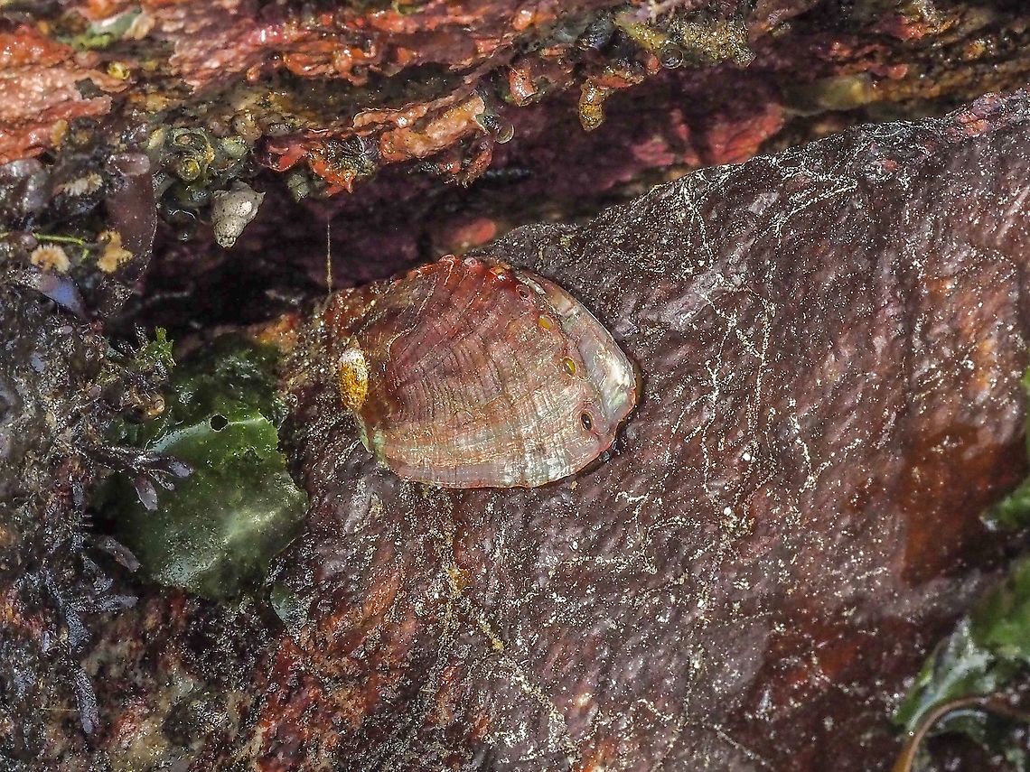 A Northern Abalone. Another low tide, 0.2m, find. This is the first one I have ever seen locally.  Canada,Geotagged,Haliotis kamtschatkana,Northern Abalone,Pinto Abalone,Spring