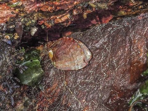 A Northern Abalone. Another low tide, 0.2m, find. This is the first one I have ever seen locally.  Canada,Geotagged,Haliotis kamtschatkana,Northern Abalone,Pinto Abalone,Spring