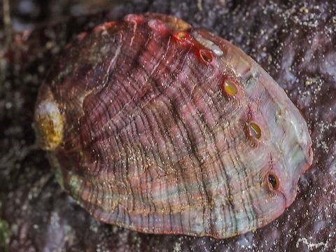 A Closer Look. The Northern Abalone, Haliotis kamtschatkana, is 5cm across.
https://www.jungledragon.com/image/95263/a_northern_abalone.html Canada,Geotagged,Haliotis kamtschatkana,Spring