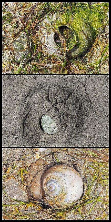 A Moonsnail Collar With What Could Be The Parents! At low tide the sandy beach at Manson’s Spit was strewn with the whole or partial “collars” composed of sand, mucous and fertilized eggs. The adults were going about their business semi submerged in the sand locating something to eat. <br />
<a href="https://www.centralcoastbiodiversity.org/lewiss-moonsnail-bull-euspira-lewisii.html" rel="nofollow">https://www.centralcoastbiodiversity.org/lewiss-moonsnail-bull-euspira-lewisii.html</a><br />
Canada,Geotagged,Lewis's moon snail,Neverita lewisii