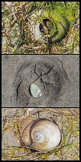 A Moonsnail Collar With What Could Be The Parents! At low tide the sandy beach at Manson’s Spit  was strewn with the whole or partial “collars” composed of sand, mucous and fertilized eggs. The adults were going about their business semi submerged in the sand locating something to eat.  
https://www.centralcoastbiodiversity.org/lewiss-moonsnail-bull-euspira-lewisii.html
 Canada,Geotagged,Lewis's moon snail,Neverita lewisii