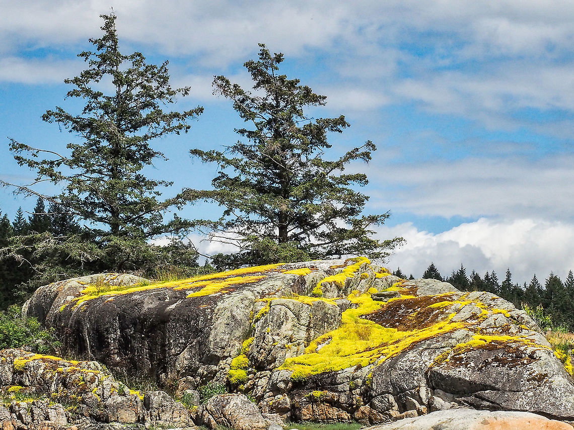 Sedum acre, a Habitat Photo. This sedum blankets these rocks that are situated in the middle of Manson&rsquo;s Lagoon, a saltwater lagoon. Canada,Geotagged,Goldmoss stonecrop,Sedum acre,Spring