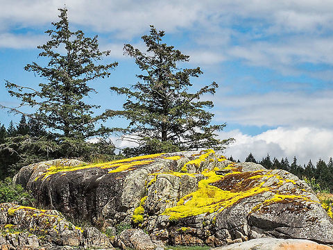 Sedum acre, a Habitat Photo. This sedum blankets these rocks that are situated in the middle of Manson’s Lagoon, a saltwater lagoon. Canada,Geotagged,Goldmoss stonecrop,Sedum acre,Spring