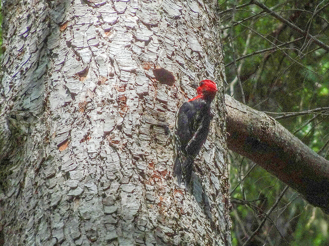 A Dedicated Parent! This parent was bringing a beak load of food for its young. The nest is in a dead conifer (a hemlock?) rather than the usual deciduous tree. The young were quite vocal while the parents were away. Their noise was what attracted the attention to the nest site. And, yes, the parent can squeeze itself through that small hole just to the left of the birds head. Canada,Geotagged,Red-breasted sapsucker,Sphyrapicus ruber,Spring