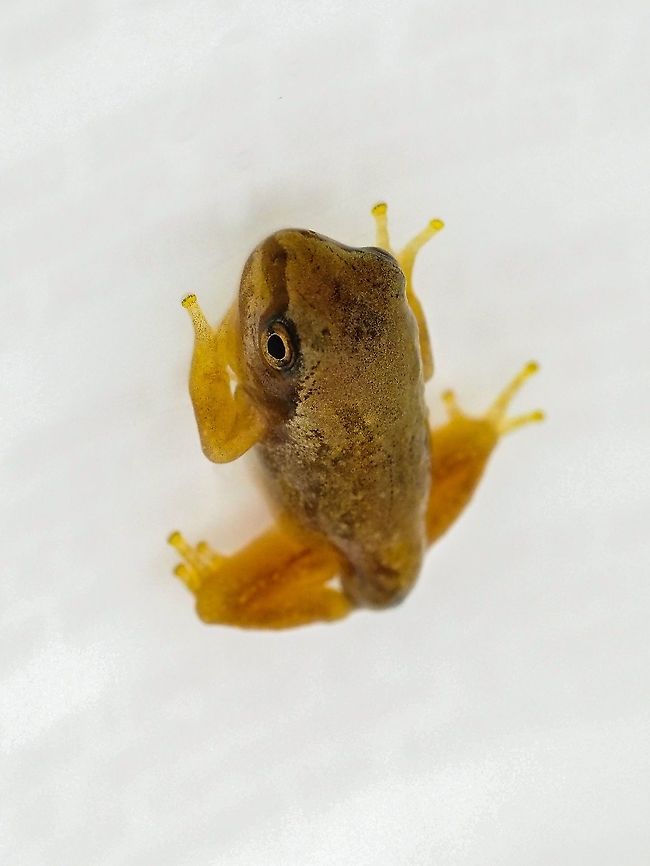 Ready For Release! This little fellow, only a centimetre long from snout to nearly gone tail, has been released back to the ditch from whence he came. Having lost its gills it is now at home breathing air out of water. Already it has all the earmarks of a Pacific Tree Frog, a dark band extending from its snout, through the eye and ending at the shoulder and distinct circular toe pads. Luckily the ditch has been refilled with rain water. <br />
<figure class="photo"><a href="https://www.jungledragon.com/image/95068/a_pacific_tree_frog_tadpole.html" title="A Pacific Tree Frog Tadpole."><img src="https://s3.amazonaws.com/media.jungledragon.com/images/2839/95068_thumb.jpeg?AWSAccessKeyId=05GMT0V3GWVNE7GGM1R2&Expires=1759968010&Signature=3n8W9oJKvgNM3DOFVBmRT%2FqNxew%3D" width="200" height="134" alt="A Pacific Tree Frog Tadpole. Who can remember collecting tadpoles in a jar and watching them develop? Sometimes it&rsquo;s good to have young children along to bring those memories back! This fellow already has his back legs. Canada,Geotagged,Pacific tree frog,Pseudacris regilla,Spring" /></a></figure> Canada,Geotagged,Pacific tree frog,Pseudacris regilla,Spring