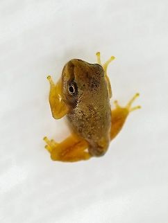 Ready For Release! This little fellow, only a centimetre long from snout to nearly gone tail, has been released back to the ditch from whence he came. Having lost its gills it is now at home breathing air out of water. Already it has all the earmarks of a Pacific Tree Frog, a dark band extending from its snout, through the eye and ending at the shoulder and distinct circular toe pads. Luckily the ditch has been refilled with rain water. 
https://www.jungledragon.com/image/95068/a_pacific_tree_frog_tadpole.html Canada,Geotagged,Pacific tree frog,Pseudacris regilla,Spring